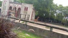 Visita Guiada al Zoo de 2do grado